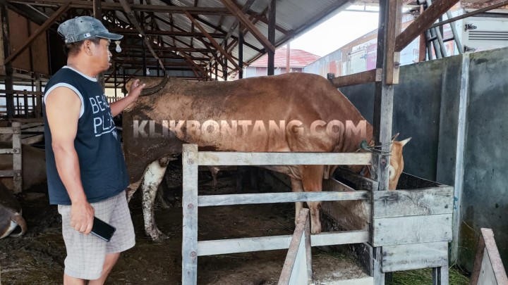 Antisipasi Penyakit Kulit Berbenjol, Pemkot Bontang Larang Datangkan Sapi dari Pulau Jawa