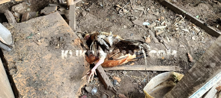 Ayam Mati Massal di Loktuan Bikin Warga Panik, Khawatir Flu Burung