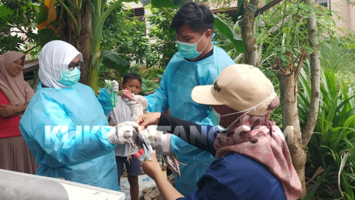 Fenomena Ayam Mati Massal di Loktuan, Tim DKP3 Bawa Sampel ke Lab Samarinda
