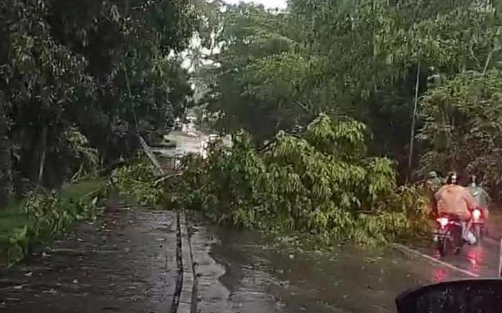 Hujan Deras Disertai Angin Kencang, Sebabkan 3 Pohon Tumbang hingga Tutup Jalanan di Bontang Utara