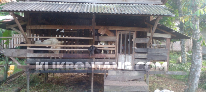 Dukung Rencana Wali Kota, Pemkot Bagikan 35 Kambing ke Kelompok Peternak di Guntung