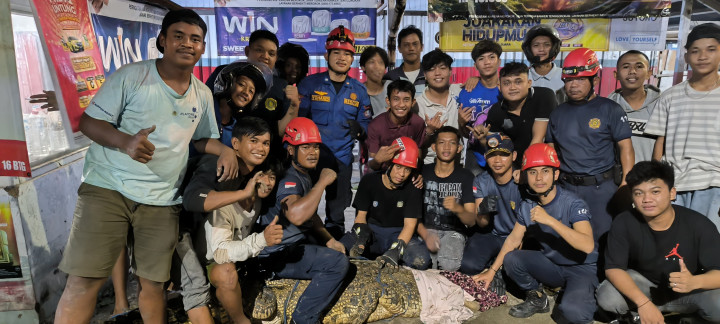 Buaya 2,5 Meter Cari Mangsa di Parit Simpang Bontang Kuala, Coba Serang Petugas saat Dievakuasi