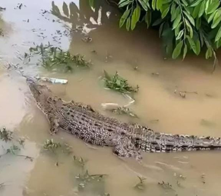 Hampir Dua Pekan Buaya Teror Warga Santan yang Terjebak Banjir, Bantuan dari Pemkab hingga Perusahaan Tak Kunjung Datang
