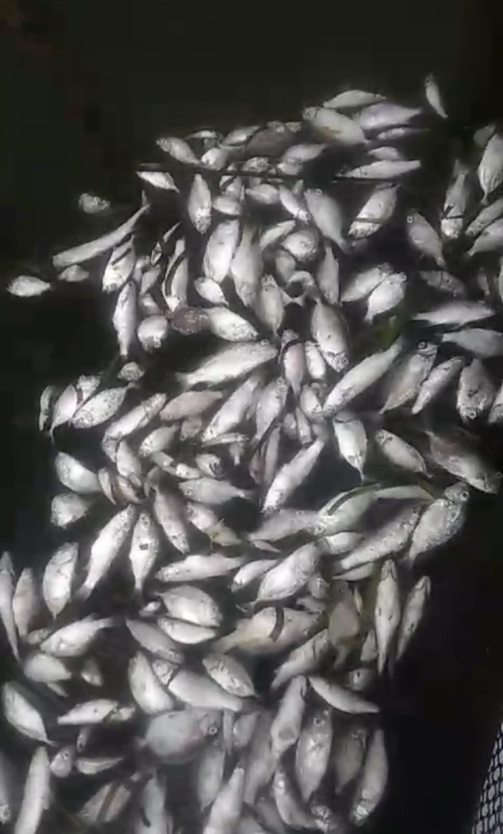 feed