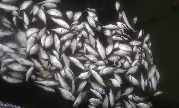 feed