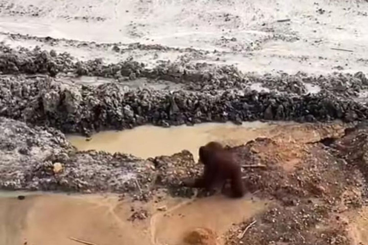 Orangutan Diselamatkan dari Kawasan Tambang di Kutai Timur