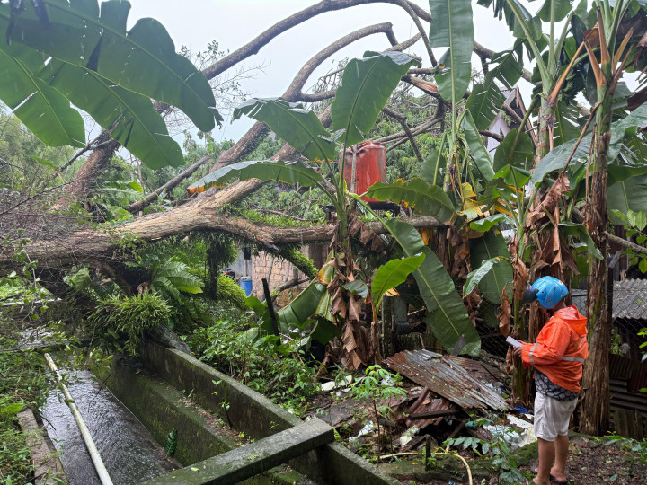 Hujan Deras, Pohon Tumbang di Kelurahan Gunung Telihan Timpa 2 Rumah Warga