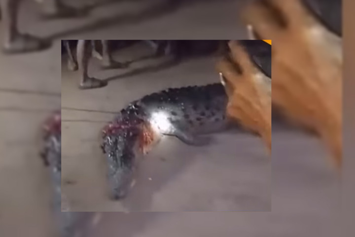 Pekerja di Bengalon Tewas Diserang Buaya saat Cari Sinyal Telepon di Bawah Pohon