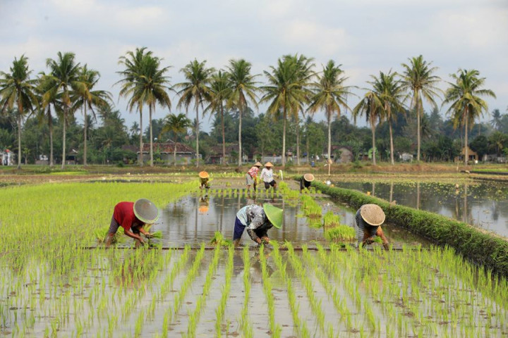 Petani Kaltim Disebut Makmur Sepanjang 2025, Berikut Datanya