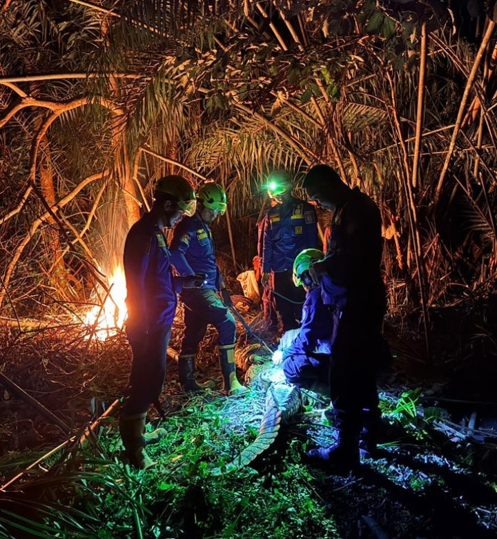 Lagi-lagi Buaya 3 Meter Ditangkap Warga di BSD Pakai Setrum