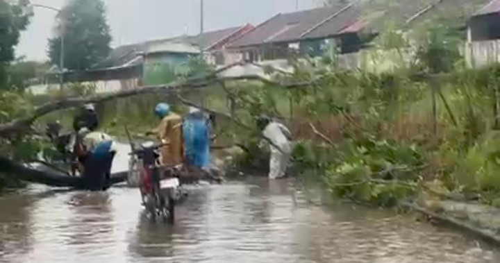 Pohon Tumbang Tutupi Jalan Parikesit Bontang
