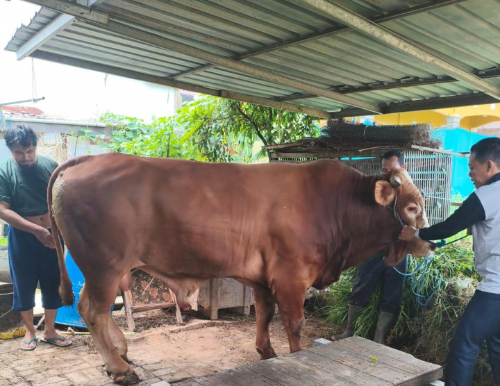 Sapi Presiden Prabowo untuk Warga Bontang; Dibeli dari Peternak Lokal, Berat 732 Kg