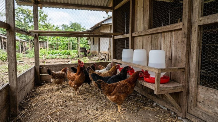 Wali Kota Neni Larang Usulan Pembiakan Ayam di Program RT; Hanya Bertahan 2 Tahun, Munculkan Aroma Tak Sedap