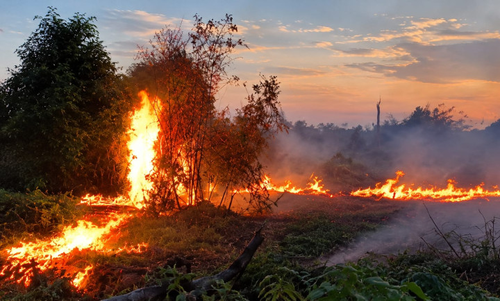Polisi Tetapkan 5 Orang Tersangka Pembakaran Hutan dan Lahan; Pilih Berhemat Buka Lahan dengan Api